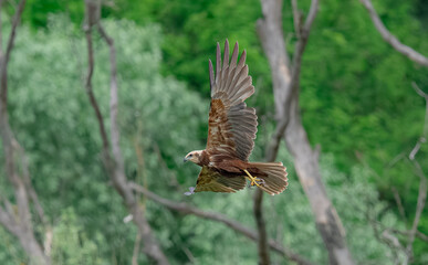 Błotniak stawowy. © Andrzej