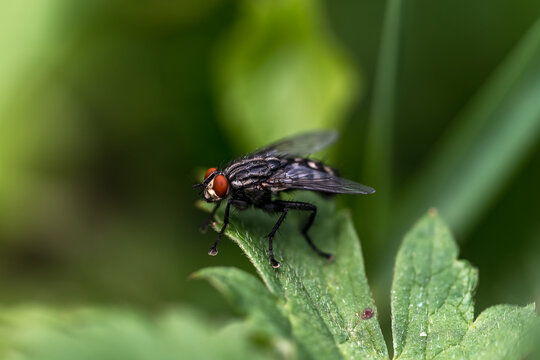 Mouche &agrave; Damier sur feuille de consoude bleue