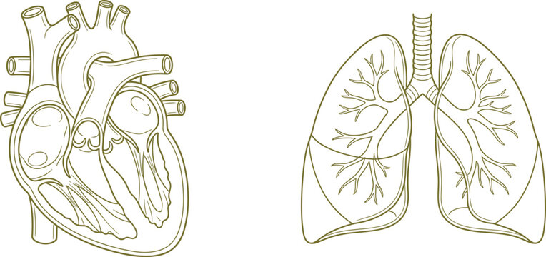 Anatomical line of a human heart cross section and human lungs with bronchial tree structures isolated on a white background in a simple olive green outline style for medical education