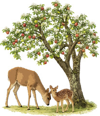 Capreolus capreolus illustration art © Diono