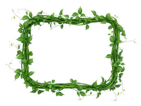 Green vine plant forming a rectangular frame on transparent background.