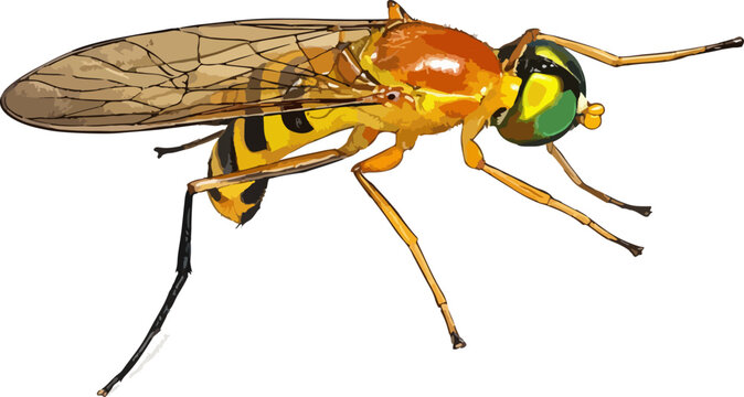 Eumenes flavopictus illustration art