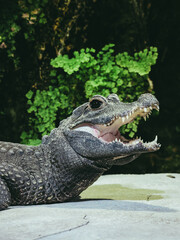 Fototapeta premium Vertical shot of dwarf crocodile opening mouth with green ferns on background, useful for website banner, environmental advertising, wildlife magazine or nature presentation.