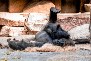 A funny dark gorilla relaxing on its back with legs raised in a sunny park enclosure, perfect for commercial social media posts, lifestyle blogs, or kids magazine. © Maryna Bykova
