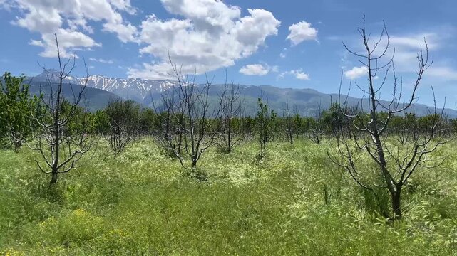 Abandoned orchard with dead trees and wild grass swaying in the wind against a mountain backdrop under a blue cloudy sky