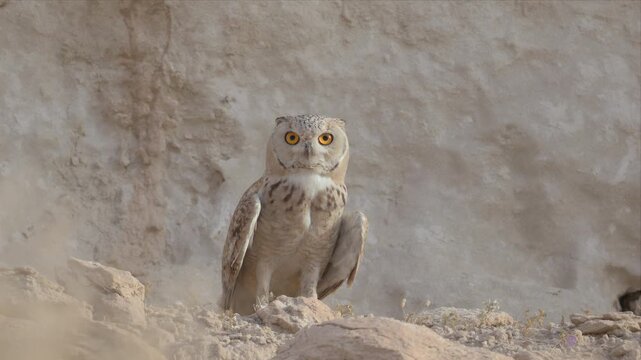 Video of Pharaoh Eagle-Owl stands alert on rocky ground and calling with alert. Bright eyes gaze forward, sharp and focused. Tawny feathers blend into pale, dusty background. Perched atop on hill