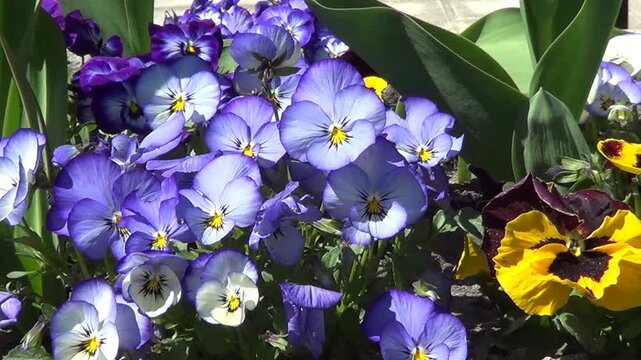 Blue panies.
