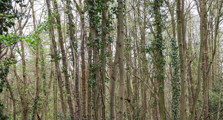 Fototapeta premium Forest trees in a countryside landscape banner