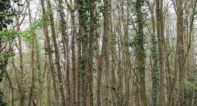Forest trees in a countryside landscape banner