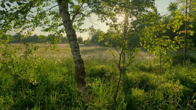 trees in the morning
