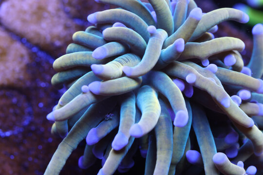 Dragon Tamer Torch Coral Large Polyp Stony Coral Underwater Close Up
