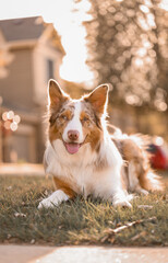 Plakat Happy Australian Shepherd Dog Lying on Grass in Golden Hour Sunlight Outside Suburban Home