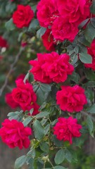 Fototapeta premium Vertical shot of abundant red climbing rose flowers on a bush