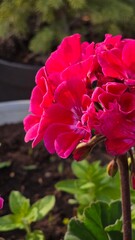 Sadzonka pelargonii w doniczce z ciemną ziemią ogrodową © Asnyko