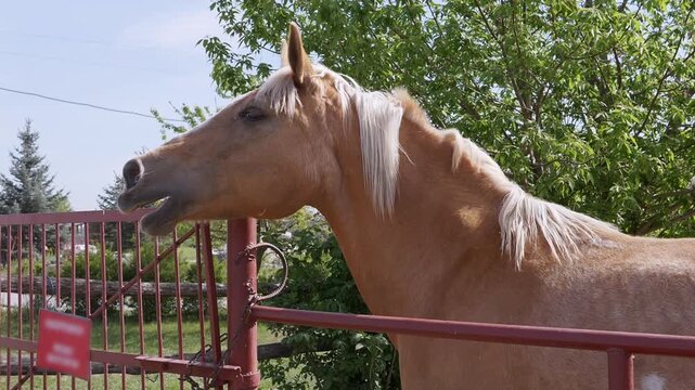 A light brown palomino horse with a blonde mane neighs while standing behind a red metal gate on a farm under a blue sky. Concept of animal communication, rural life, ranching, and livestock