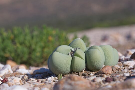 Gibbaeum heathii is a clump-forming succulent plant from the Little Karoo trgion, South Africa. It bears white flowers in late winter.