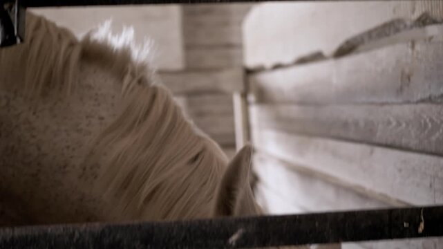 A curious white horse looks down over a dark wooden gate inside a rustic barn stable. Concept of animal curiosity, stable life, equestrian care, and rural farming environments.