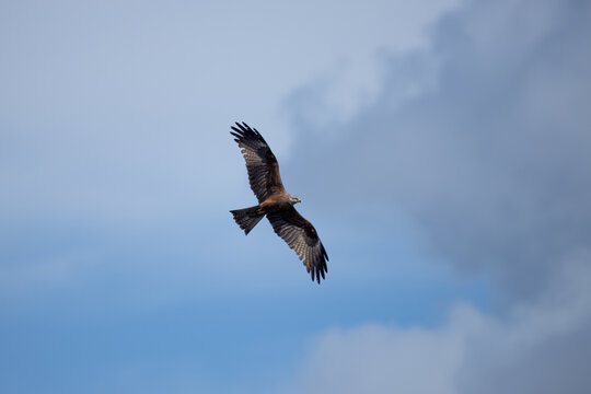 A majestic black kite hawk soaring in the center of an overcast sky with its enormous wings fully open. The underwing patterns and colors are sharply visible against the bright clouds.
