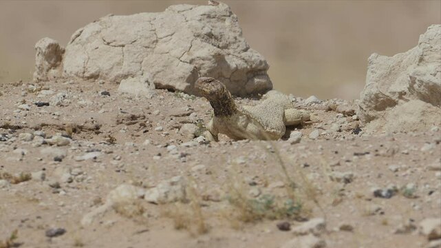 video of a Spiny-Tailed Lizard in its natural desert habitat,Lizard is laying on the ground in the desert. 