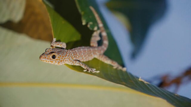 Tokay gecko walking on a green tropical leaf