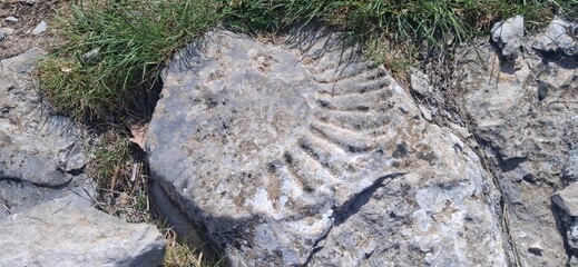 fossile © Fred