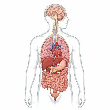 Human anatomy vector illustration of internal organs in male body silhouette, cross section medical diagram of respiratory digestive circulatory nervous system isolated on white