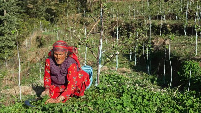 Senior Pahari Woman Cutting Grass for Cattle with Traditional Sickle (Darati) in Himachal Pradesh.