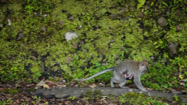 Macaque monkey mother carrying her baby in a lush forest
