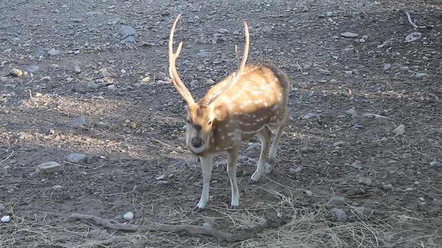 male sika deer with antlers