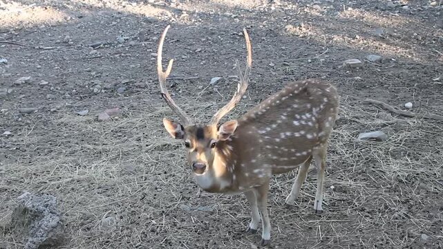 male sika deer with antlers