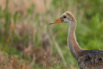 Naklejka premium Young Sandhill Crane Side Portrait in Green Wetland Habitat