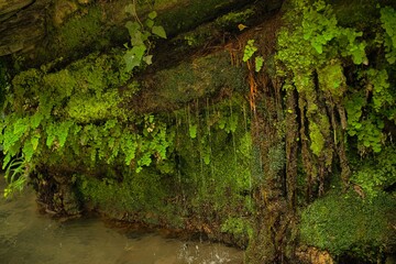 Fototapeta premium moss on the bark
