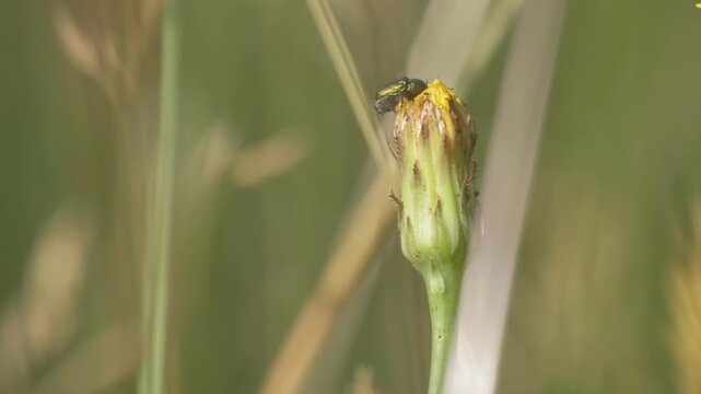 Golden Green Leaf Beetle Perched on Yellow Hawkweed - 4K Wildlife Slow Motion Shot