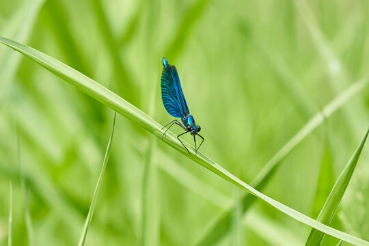 Blue damselfly perched on a grass blade in a green meadow &mdash; macro nature insect photograph