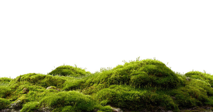 Verdant Hill Blooming with Yellow Flowers in Spring