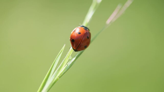 A lovely macro video of a little ladybird insect swinging on a green stalk, showcasing natural wildlife in slowmo.

