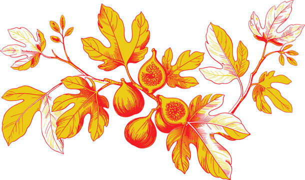 Vintage fig branch with leaves and fruit isolated on white background