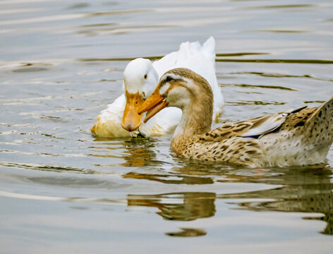 two mallard ducklings swimming together on lake