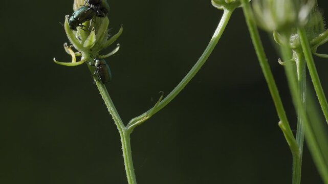 Golden Green Leaf Beetles Climbing on Yellow Hawkweed - 4K Wildlife Slow Motion Shot