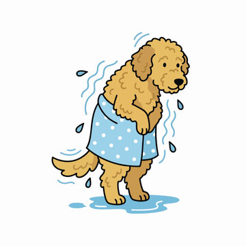 Golden doodle shivering after bath vector illustration. Cartoon dog wrapped in towel with water droplets. Pet grooming and hygiene concept isolated on white background