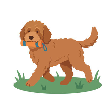 Labradoodle retrieving training dummy from grass. Flat design vector illustration of brown curly dog carrying bumper. Pet obedience and fetch concept isolated on white background