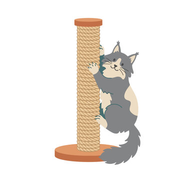 Norwegian forest cat scratching sisal rope post. Flat vector illustration of fluffy grey cat climbing scratching tree. Pet care and feline behavior concept isolated on white background