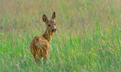Sarna © Andrzej