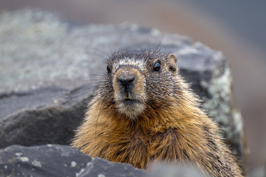 Yellow-bellied Marmot (Marmota flaviventer) in Lewiston, ID