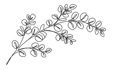 eucalyptus branch line art vector illustration. © Haus