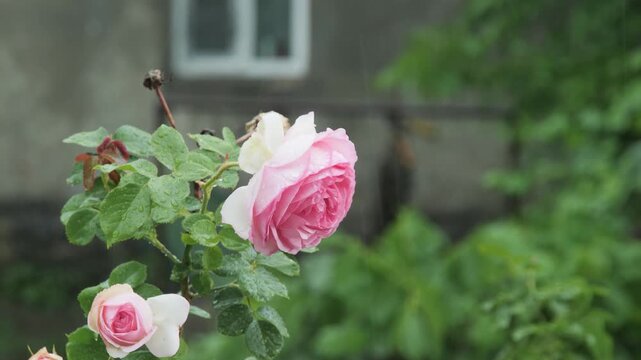 Beautiful pink roses blooming in a backyard garden under a heavy summer rain.
