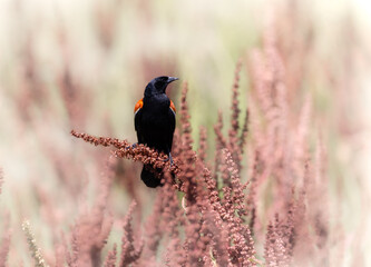 Obraz premium red-winged blackbird