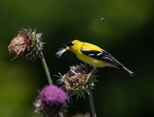 Fototapeta premium goldfinch on thistle