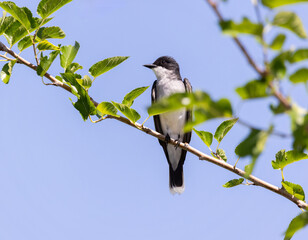 Fototapeta premium Kingbird