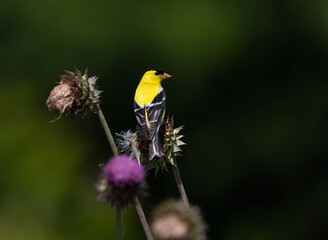 Fototapeta premium goldfinch on thistle